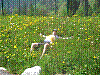 Haute-Savoie_Mai_2004_25.jpg
