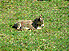 Lozere_2008-05-07_10h12m57.jpg