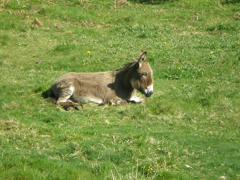 Lozere_2008-05-07_10h12m57.jpg