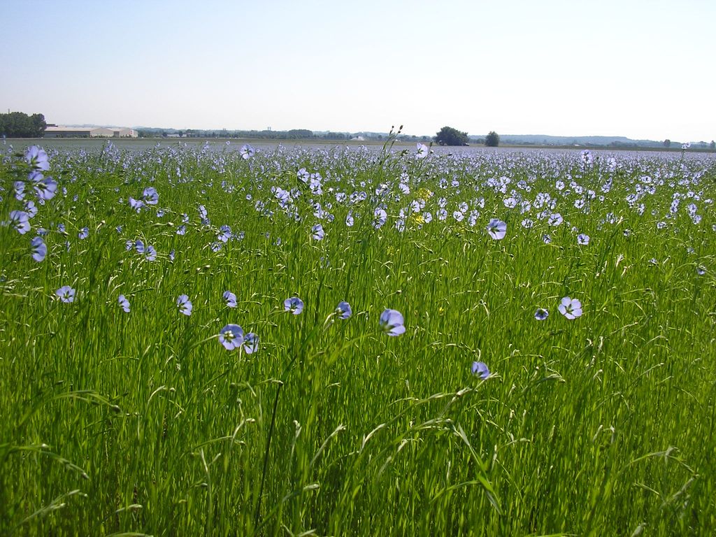 2011 Saint Omer_0000-00-00_00-00-00_04.jpg