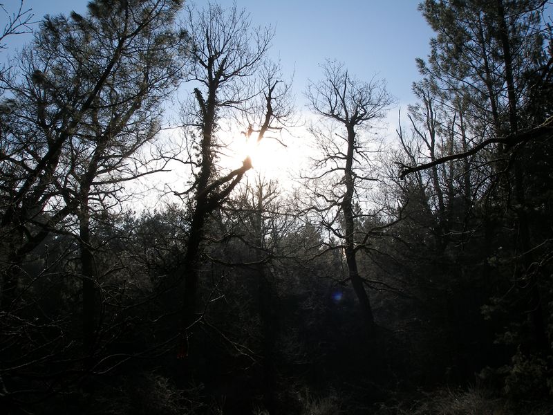 Fontainebleau_2010-01-03_12h35.jpg